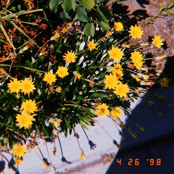 Meet your Posher, Angela - Picture 1 of 1